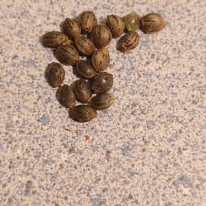 Autoflower seeds