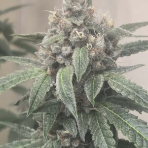 Auto Strawberry Gelato